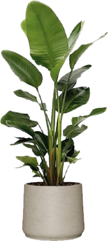 Cây cảnh văn phòng